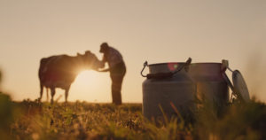 A farmer stands with a cow, milk pail in the forefront, at one of the farms in Concord, MA.